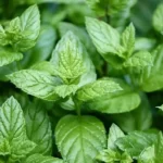 Peppermint Essential Oil Benefits in Hindi